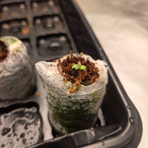 Renee aka Purple Poison  growlog timeline photo