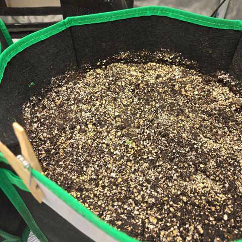 Renee aka Purple Poison  growlog photo: Tucked in her home 