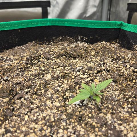 Renee aka Purple Poison  growlog photo: aww slow and low like I like to grow.way to go