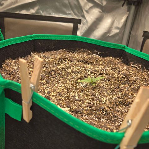 Renee aka Purple Poison  growlog photo: aww slow and low like I like to grow.way to go