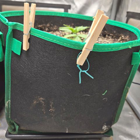 Renee aka Purple Poison  growlog photo: bushing out