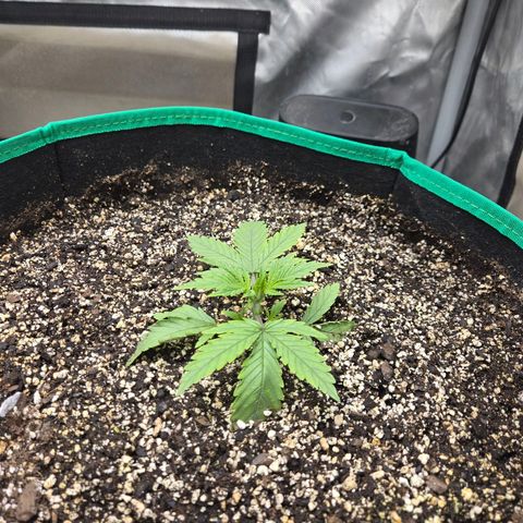 Renee aka Purple Poison  growlog photo: bushing out