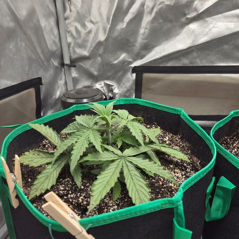 Renee aka Purple Poison  growlog photo: bushing out