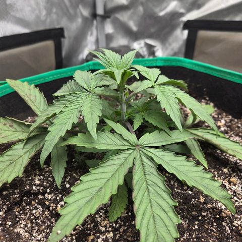 Renee aka Purple Poison  growlog photo: bushing out