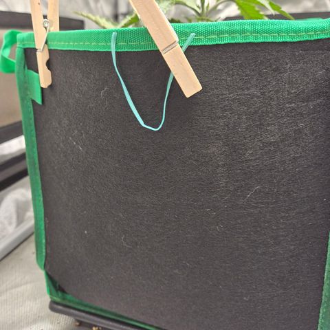 Renee aka Purple Poison  growlog photo: bushing out