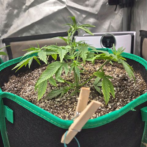 Renee aka Purple Poison  growlog timeline photo