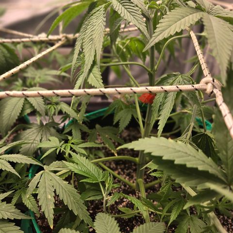 Renee aka Purple Poison  growlog timeline photo
