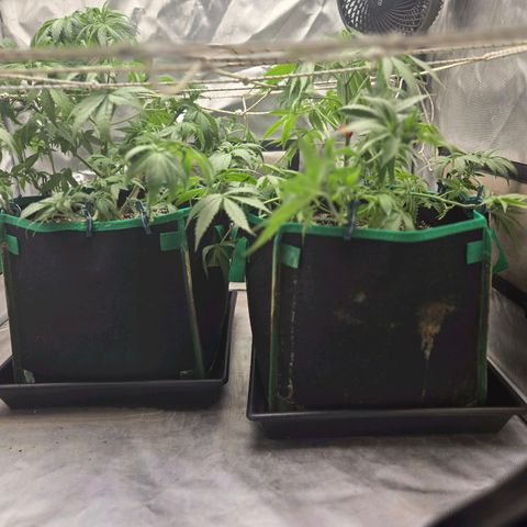 Renee aka Purple Poison  growlog timeline photo