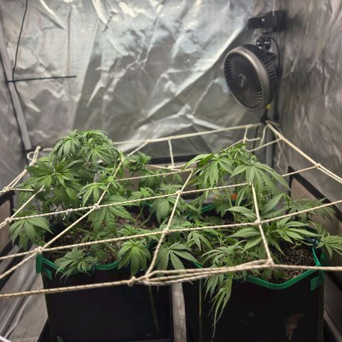 Renee aka Purple Poison  growlog timeline photo
