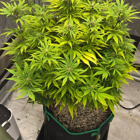 Renee aka Purple Poison  growlog timeline photo