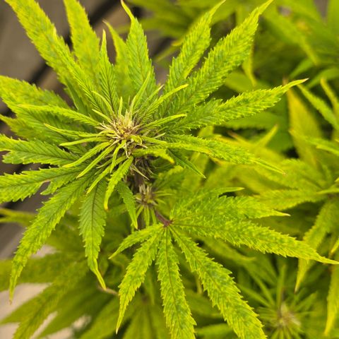 Renee aka Purple Poison  growlog timeline photo