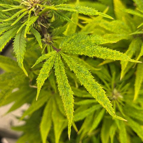 Renee aka Purple Poison  growlog timeline photo