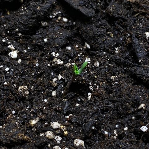 Martha growlog photo: Start of seedling stage! Casing came off of leaves 