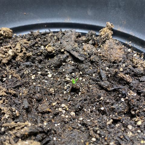 Martha growlog photo: Start of seedling stage! Casing came off of leaves 