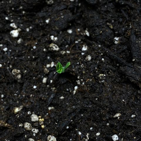 Martha growlog photo: Start of seedling stage! Casing came off of leaves 