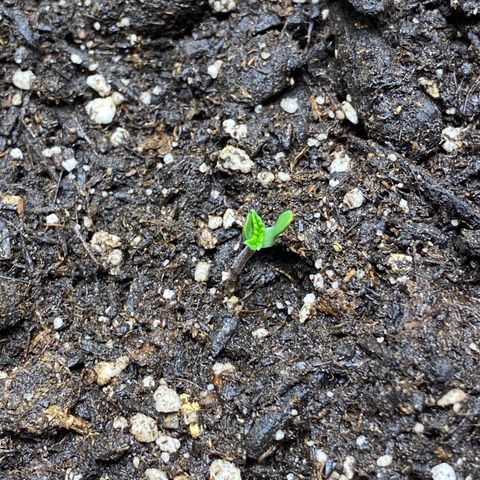 Martha growlog photo: Start of seedling stage! Casing came off of leaves 