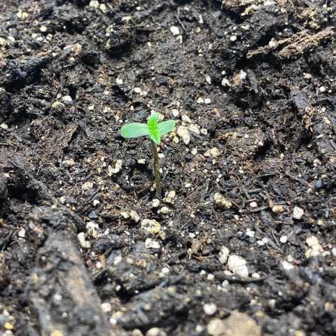 Martha growlog timeline photo