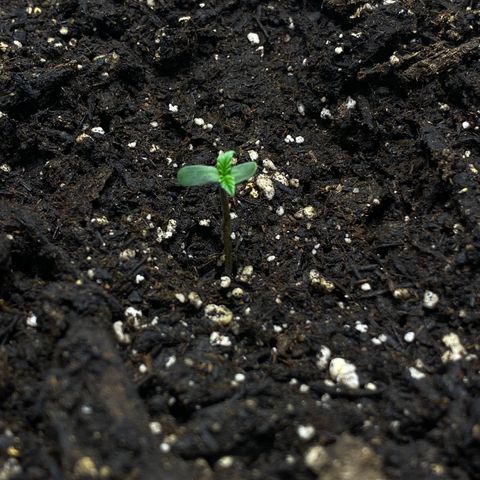 Martha growlog timeline photo