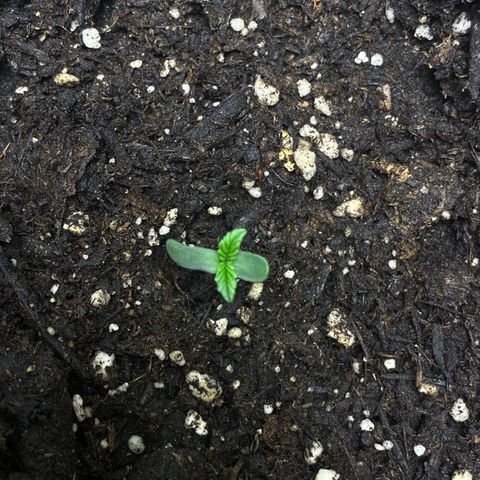 Martha growlog timeline photo