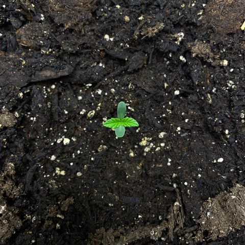 Martha growlog timeline photo