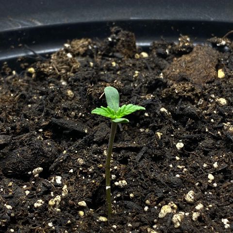Martha growlog timeline photo