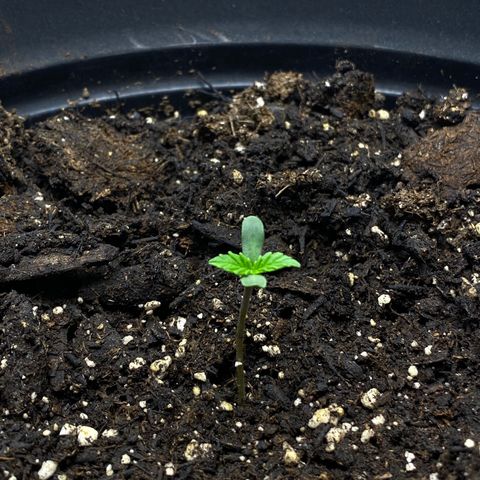 Martha growlog timeline photo