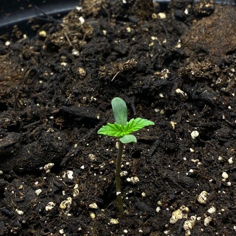 Martha growlog timeline photo
