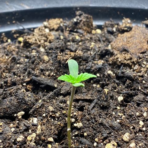 Martha growlog timeline photo