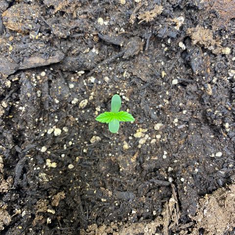 Martha growlog timeline photo
