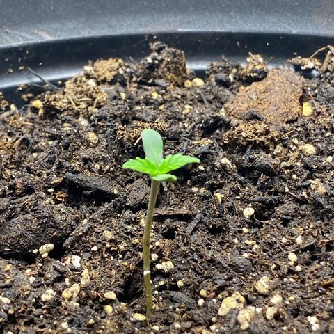 Martha growlog timeline photo
