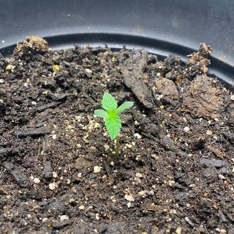 Martha growlog timeline photo