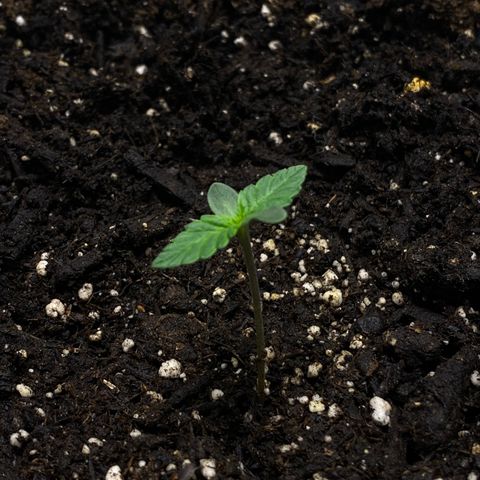 Martha growlog timeline photo