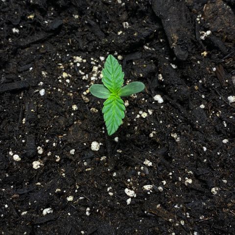 Martha growlog timeline photo