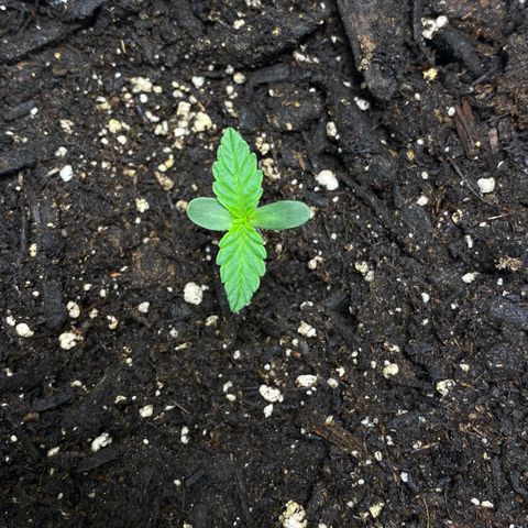 Martha growlog timeline photo