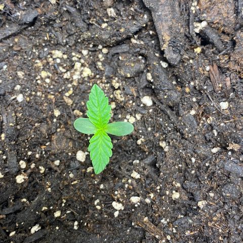 Martha growlog timeline photo