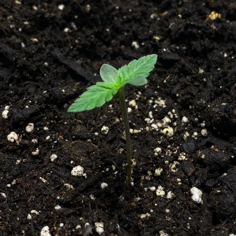 Martha growlog timeline photo