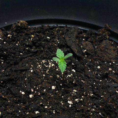Martha growlog timeline photo