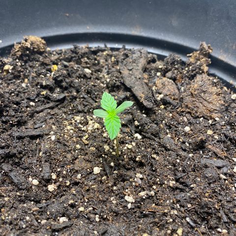 Martha growlog timeline photo