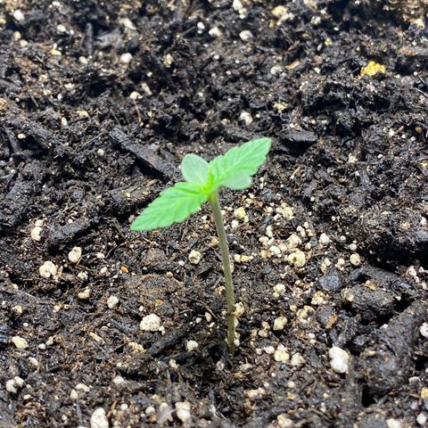 Martha growlog timeline photo