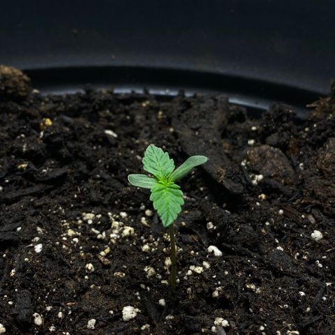 Martha growlog timeline photo