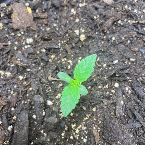 Martha growlog timeline photo