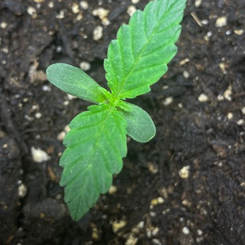 Martha growlog timeline photo