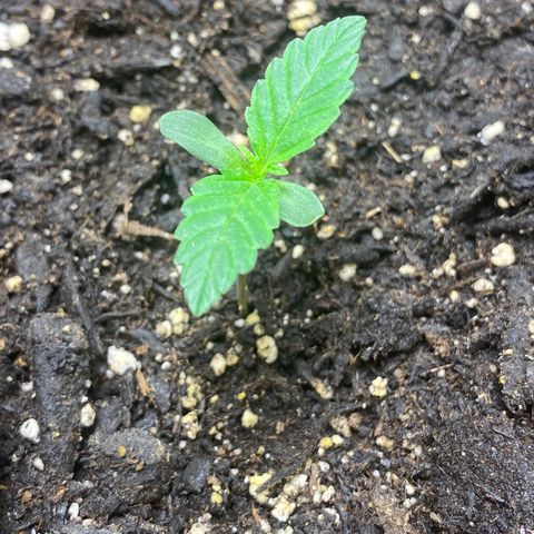 Martha growlog timeline photo
