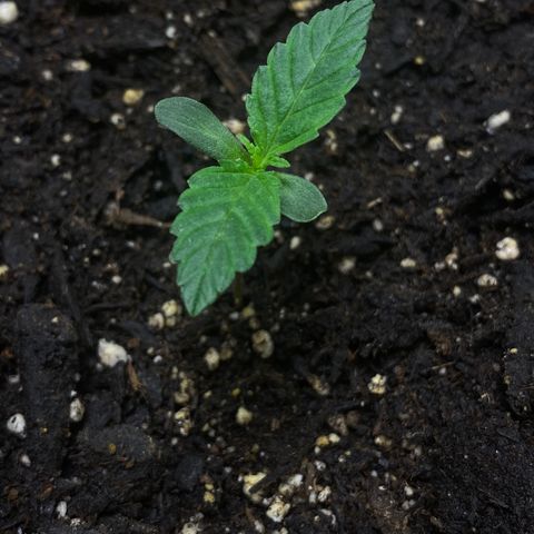 Martha growlog timeline photo