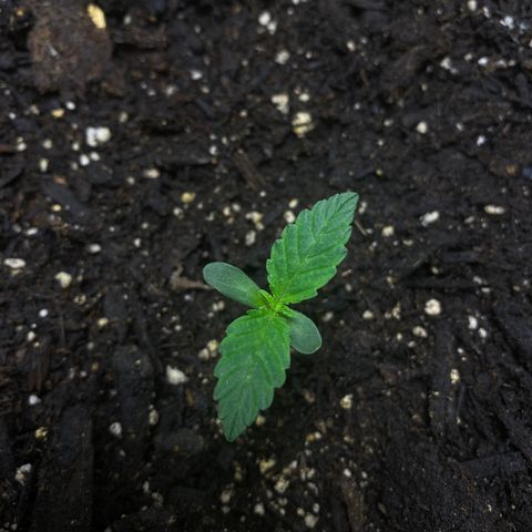 Martha growlog timeline photo