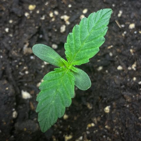 Martha growlog timeline photo