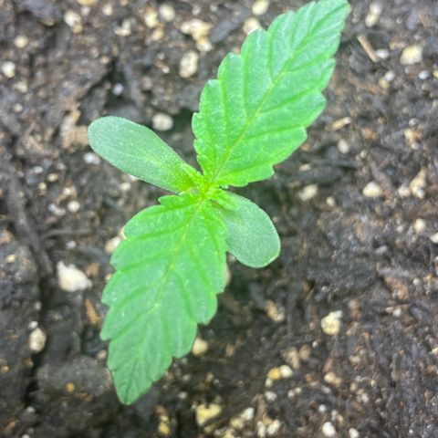 Martha growlog timeline photo
