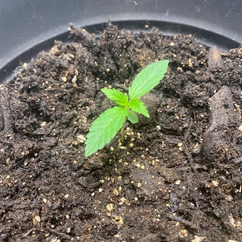 Martha growlog timeline photo