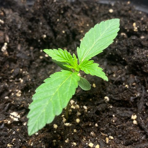 Martha growlog timeline photo