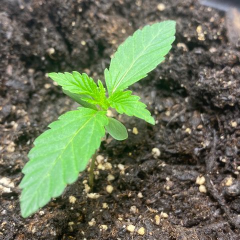 Martha growlog timeline photo